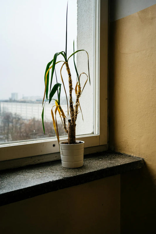 dying plant