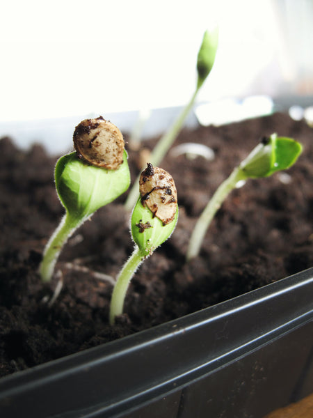 Seed Starting Basics