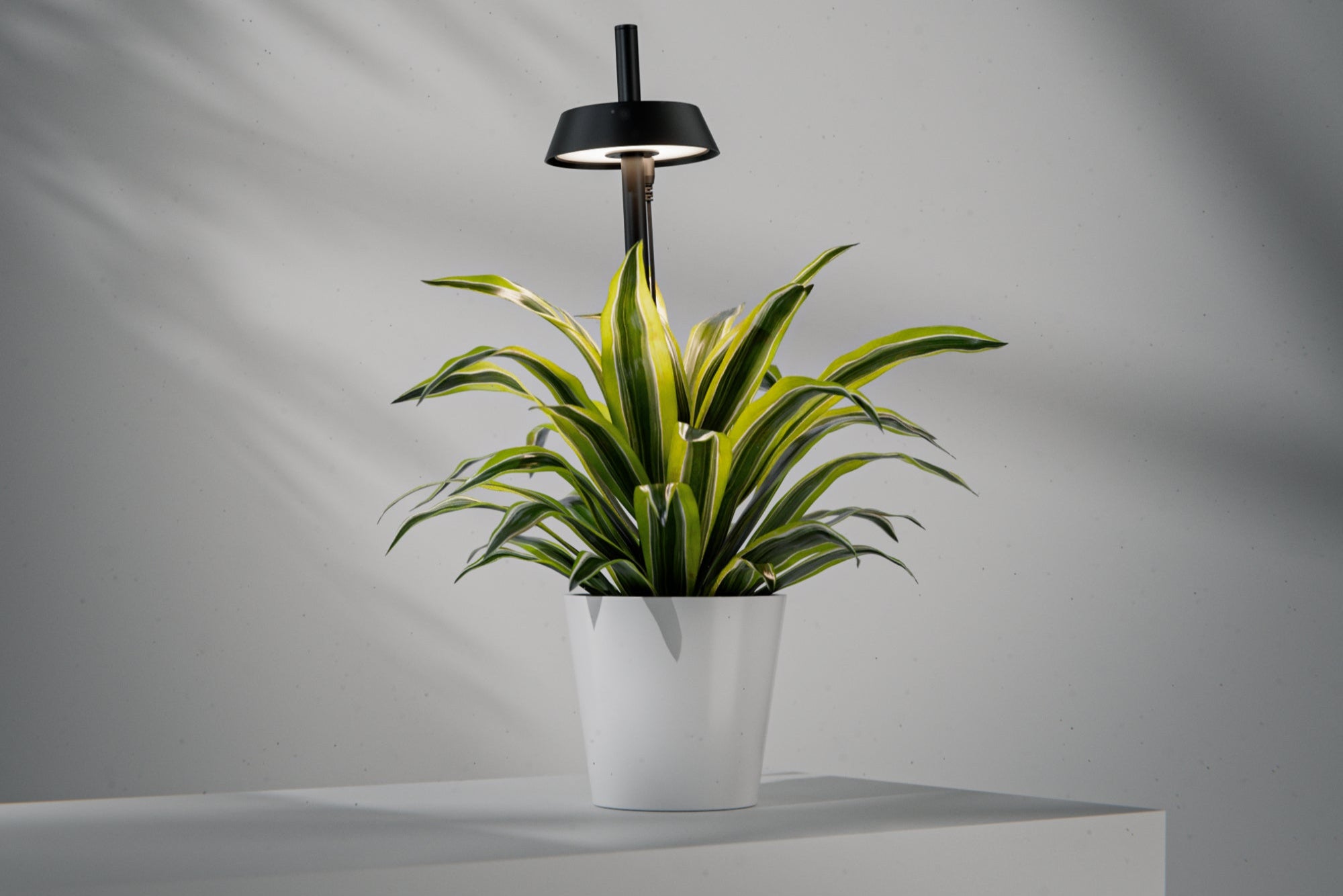 Potted plant under a black grow light on a neutral background